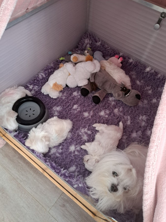 25-8-25 10.34 1 uur troost slokje van mama Chipper is geweest